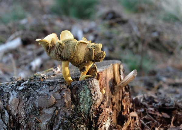 Mushngo : des champignons adaptogènes pour un bien-être naturel